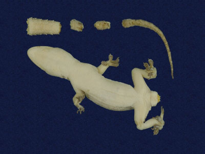 ƦƪԤBǦWG<em>Hemidactylus frenatus</em><br>W١G粪<br>^W١GCommon house gecko