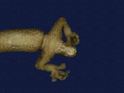 ƦƪԤBǦWG<em>Hemiphyllodactylus typus typus</em><br>W١Gbk粪<br>^W١GIndo-pacific tree gecko