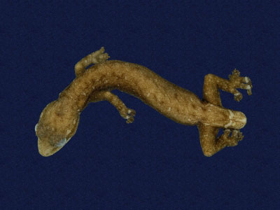 ƦƪԤBǦWG<em>Hemiphyllodactylus typus typus</em><br>W١Gbk粪<br>^W١GIndo-pacific tree gecko