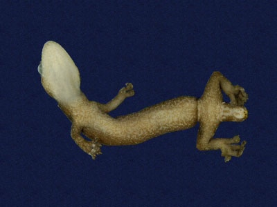 ƦƪԤBǦWG<em>Hemiphyllodactylus typus typus</em><br>W١Gbk粪<br>^W١GIndo-pacific tree gecko