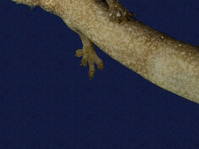 ƦƪԤBǦWG<em>Hemiphyllodactylus typus typus</em><br>W١Gbk粪<br>^W١GIndo-pacific tree gecko