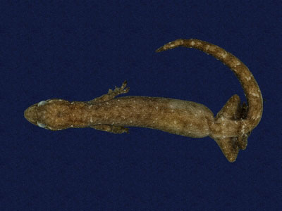 ƦƪԤBǦWG<em>Hemiphyllodactylus typus typus</em><br>W١Gbk粪<br>^W١GIndo-pacific tree gecko