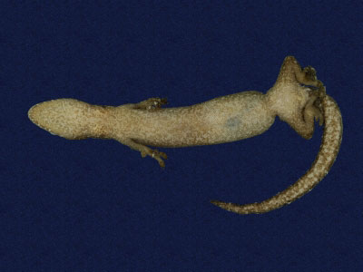 ƦƪԤBǦWG<em>Hemiphyllodactylus typus typus</em><br>W١Gbk粪<br>^W١GIndo-pacific tree gecko