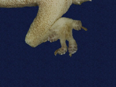 ƦƪԤBǦWG<em>Hemidactylus frenatus</em><br>W١G粪<br>^W١GCommon house gecko