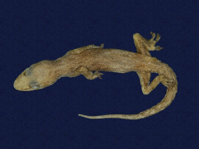 ƦƪԤBǦWG<em>Hemidactylus frenatus</em><br>W١G粪<br>^W١GCommon house gecko