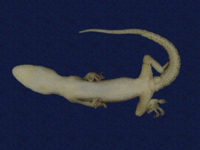 ƦƪԤBǦWG<em>Hemidactylus frenatus</em><br>W١G粪<br>^W١GCommon house gecko