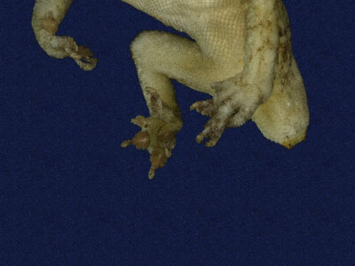 ƦƪԤBǦWG<em>Hemidactylus frenatus</em><br>W١G粪<br>^W١GCommon house gecko