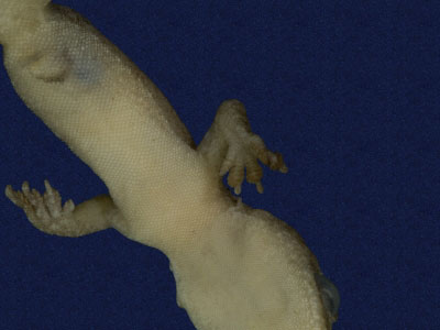 ƦƪԤBǦWG<em>Hemidactylus frenatus</em><br>W١G粪<br>^W١GCommon house gecko