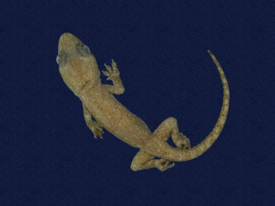 ƦƪԤBǦWG<em>Hemidactylus frenatus</em><br>W١G粪<br>^W١GCommon house gecko