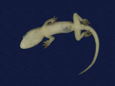 ƦƪԤBǦWG<em>Hemidactylus frenatus</em><br>W١G粪<br>^W١GCommon house gecko