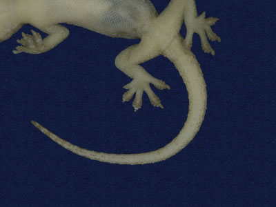 ƦƪԤBǦWG<em>Hemidactylus frenatus</em><br>W١G粪<br>^W١GCommon house gecko