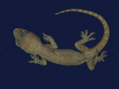 ƦƪԤBǦWG<em>Hemidactylus frenatus</em><br>W١G粪<br>^W١GCommon house gecko