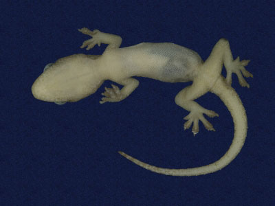 ƦƪԤBǦWG<em>Hemidactylus frenatus</em><br>W١G粪<br>^W١GCommon house gecko