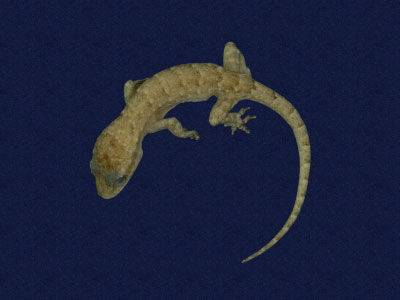 ƦƪԤBǦWG<em>Hemidactylus bowringii</em><br>W١GL粪<br>^W١GBowring's gecko