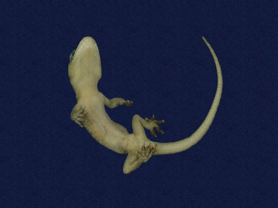 ƦƪԤBǦWG<em>Hemidactylus bowringii</em><br>W١GL粪<br>^W١GBowring's gecko