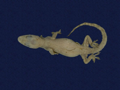 ƦƪԤBǦWG<em>Hemidactylus frenatus</em><br>W١G粪<br>^W١GCommon house gecko