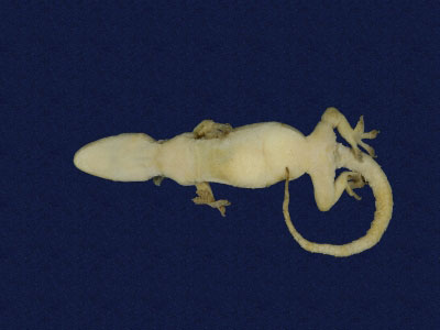 ƦƪԤBǦWG<em>Hemidactylus frenatus</em><br>W١G粪<br>^W١GCommon house gecko