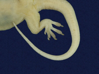 ƦƪԤBǦWG<em>Hemidactylus bowringii</em><br>W١GL粪<br>^W١GBowring's gecko