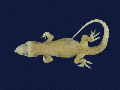 ƦƪԤBǦWG<em>Hemidactylus bowringii</em><br>W١GL粪<br>^W١GBowring's gecko