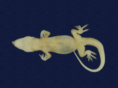 ƦƪԤBǦWG<em>Hemidactylus bowringii</em><br>W١GL粪<br>^W١GBowring's gecko