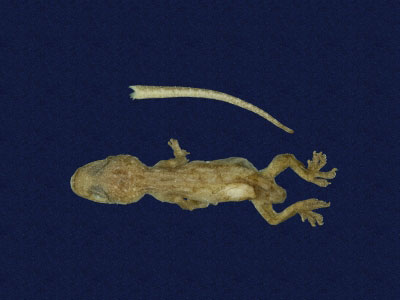 ƦƪԤBǦWG<em>Hemidactylus frenatus</em><br>W١G粪<br>^W١GCommon house gecko