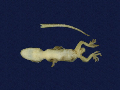 ƦƪԤBǦWG<em>Hemidactylus frenatus</em><br>W١G粪<br>^W١GCommon house gecko