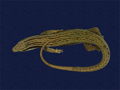 ƦƪԤBǦWG<em>Mabuya longicaudata</em><br>W١Gnh<br>^W١GLong-tailed skink