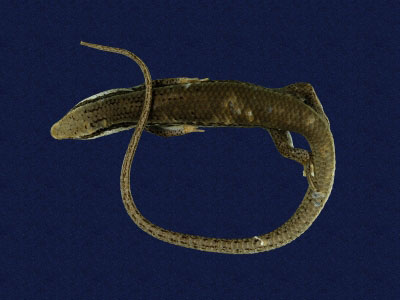 ƦƪԤBǦWG<em>Mabuya longicaudata</em><br>W١Gnh<br>^W١GLong-tailed skink