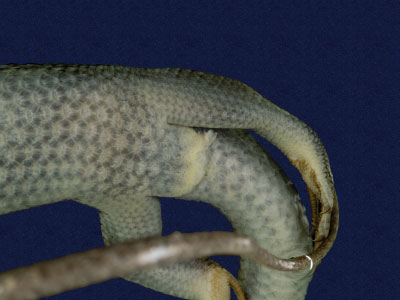 ƦƪԤBǦWG<em>Mabuya longicaudata</em><br>W١Gnh<br>^W١GLong-tailed skink