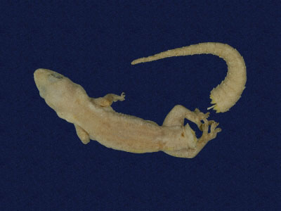 ƦƪԤBǦWG<em>Hemidactylus bowringii</em><br>W١GL粪<br>^W١GBowring's gecko