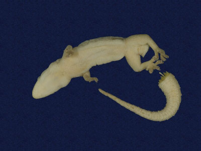 ƦƪԤBǦWG<em>Hemidactylus bowringii</em><br>W١GL粪<br>^W١GBowring's gecko