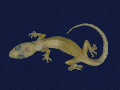 ƦƪԤBǦWG<em>Hemidactylus bowringii</em><br>W١GL粪<br>^W١GBowring's gecko