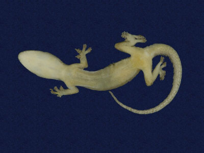 ƦƪԤBǦWG<em>Hemidactylus bowringii</em><br>W١GL粪<br>^W١GBowring's gecko