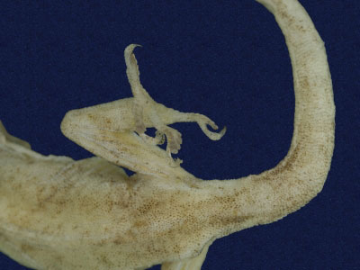 ƦƪԤBǦWG<em>Hemidactylus bowringii</em><br>W١GL粪<br>^W١GBowring's gecko