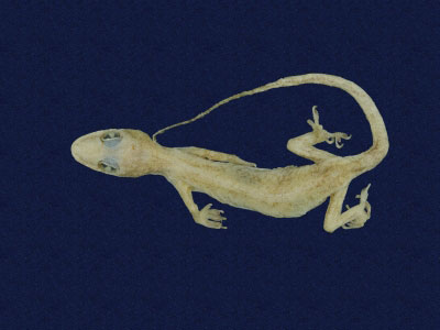 ƦƪԤBǦWG<em>Hemidactylus bowringii</em><br>W١GL粪<br>^W١GBowring's gecko