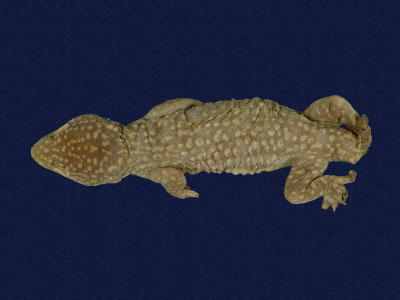 ƦƪԤBǦWG<em>Gekko gecko</em><br>W١Gjuc<br>^W١GTokay gecko