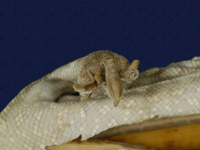 ƦƪԤBǦWG<em>Gekko gecko</em><br>W١Gjuc<br>^W١GTokay gecko