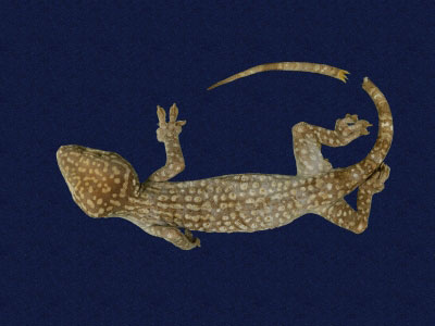 ƦƪԤBǦWG<em>Gekko gecko</em><br>W١Gjuc<br>^W١GTokay gecko