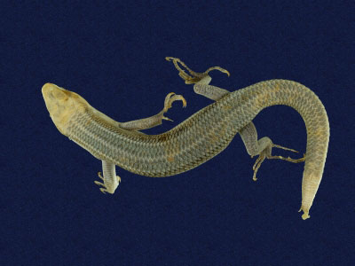 ƦƪԤBǦWG<em>Eumeces elegans</em><br>W١GRsl<br>^W١GElegant five-lined skink