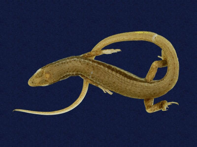 ƦƪԤBǦWG<em>Sphenomorphus indicus</em><br>W١GL׸h<br>^W١GIndian forest skink