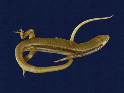 ƦƪԤBǦWG<em>Sphenomorphus indicus</em><br>W١GL׸h<br>^W١GIndian forest skink