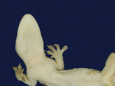 ƦƪԤBǦWG<em>Hemidactylus frenatus</em><br>W١G粪<br>^W١GCommon house gecko