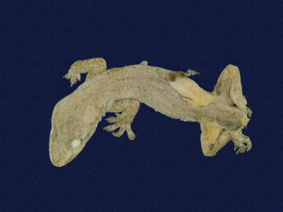 ƦƪԤBǦWG<em>Hemidactylus frenatus</em><br>W١G粪<br>^W١GCommon house gecko