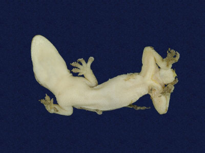 ƦƪԤBǦWG<em>Hemidactylus frenatus</em><br>W١G粪<br>^W١GCommon house gecko