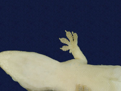 ƦƪԤBǦWG<em>Hemidactylus frenatus</em><br>W١G粪<br>^W١GCommon house gecko