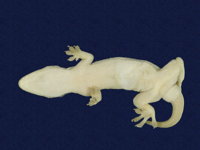 ƦƪԤBǦWG<em>Hemidactylus frenatus</em><br>W١G粪<br>^W١GCommon house gecko