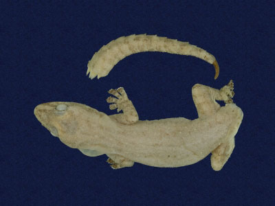 ƦƪԤBǦWG<em>Hemidactylus frenatus</em><br>W١G粪<br>^W١GCommon house gecko