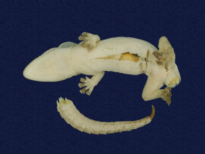 ƦƪԤBǦWG<em>Hemidactylus frenatus</em><br>W١G粪<br>^W١GCommon house gecko