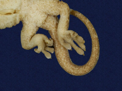 ƦƪԤBǦWG<em>Gekko hokouensis</em><br>W١Guc<br>^W١GHekou's gecko