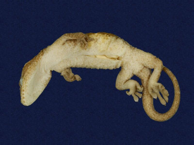 ƦƪԤBǦWG<em>Gekko hokouensis</em><br>W١Guc<br>^W١GHekou's gecko